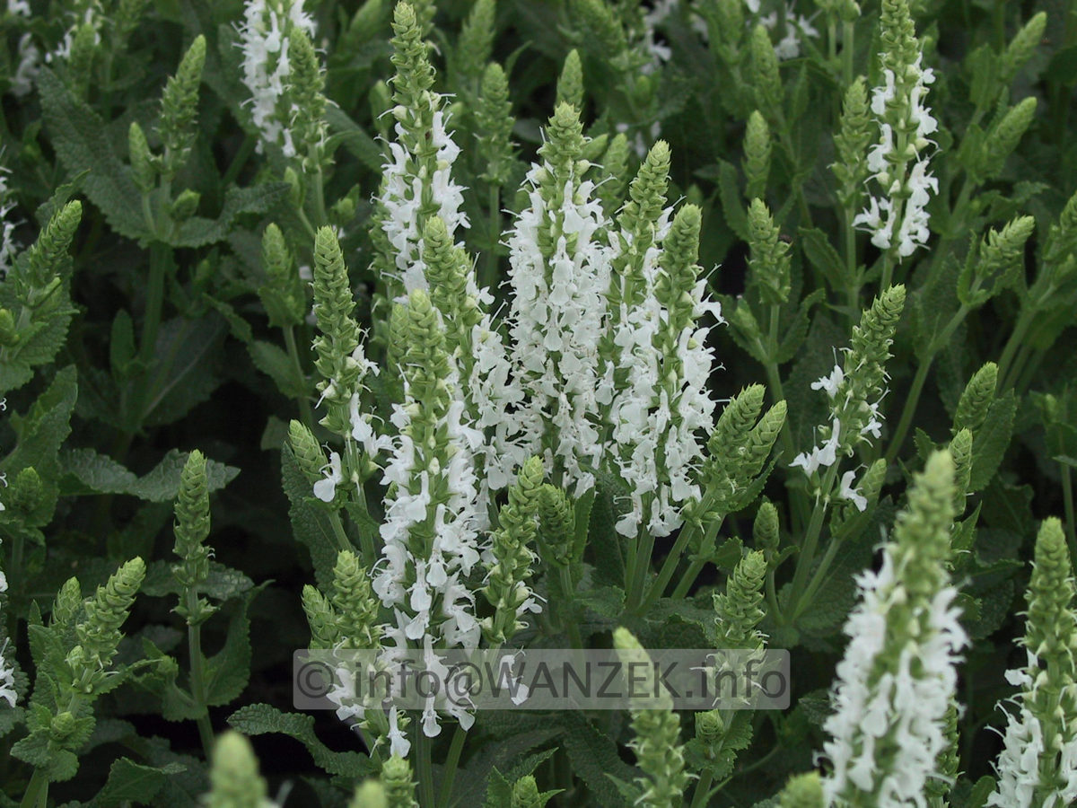 Salvia nemorosa Adrian 02 Macro.JPG